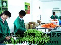 廈門專業的鷺宏康果蔬提供商 打造高效可靠的蔬菜配送代理服務